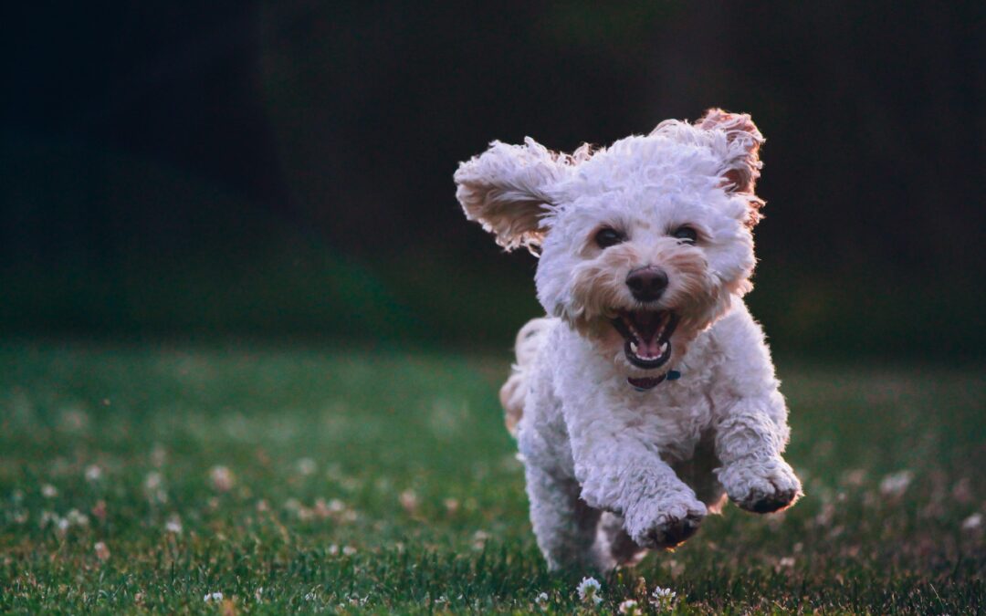 Vegetarische Hundesnacks aus Ziegenmilch: Eine Auflistung