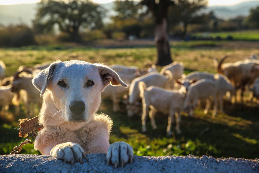 Ist Kaukäse aus Ziegenmilch für Hunde geeignet? - HenArt® | Nachhaltiges Tierfutter für Hund und Katze