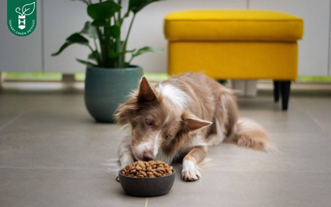 Die Vor- und Nachteile einer vegetarischen Ernährung für Hunde