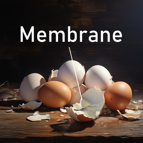 Eggshell Membrane