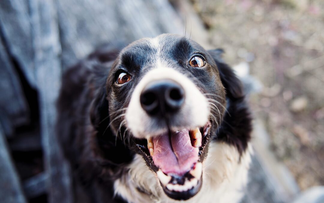 Plaque in dogs