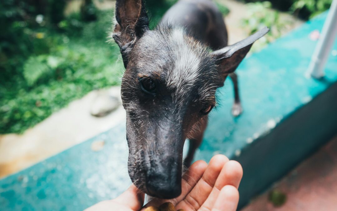 Reduced hunger in dogs and how a plant-based diet can help solve it