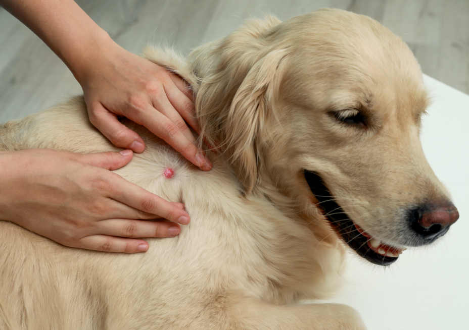 Beulen und Beulen bei Hunden und Katzen verstehen: Ursachen, Behandlungen und wie Henarts Ernährung helfen kann