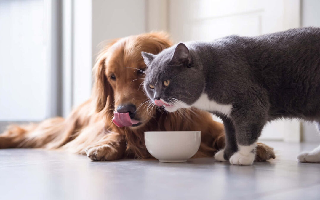 Understanding and addressing reduced hunger in dogs and cats: A focus on Henart’s nutritional solutions